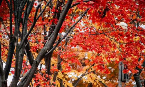 Fall Maintenance Checklist: Protecting Your Law Firm Before Winter Arrives