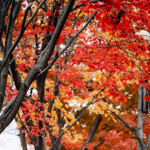 Fall Maintenance Checklist: Protecting Your Law Firm Before Winter Arrives